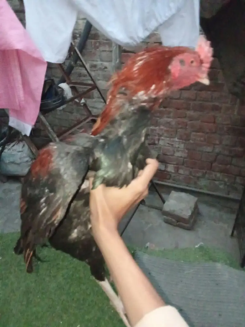 pair of 2 hens — photo 2
