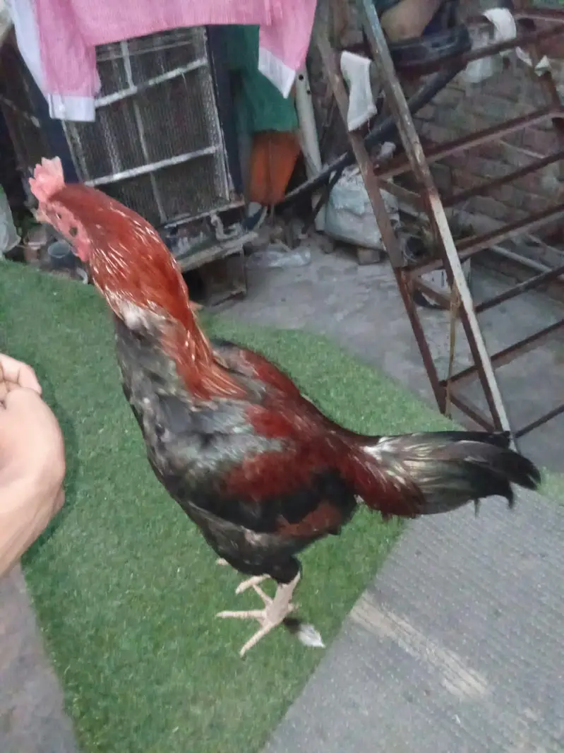 pair of 2 hens — photo 3