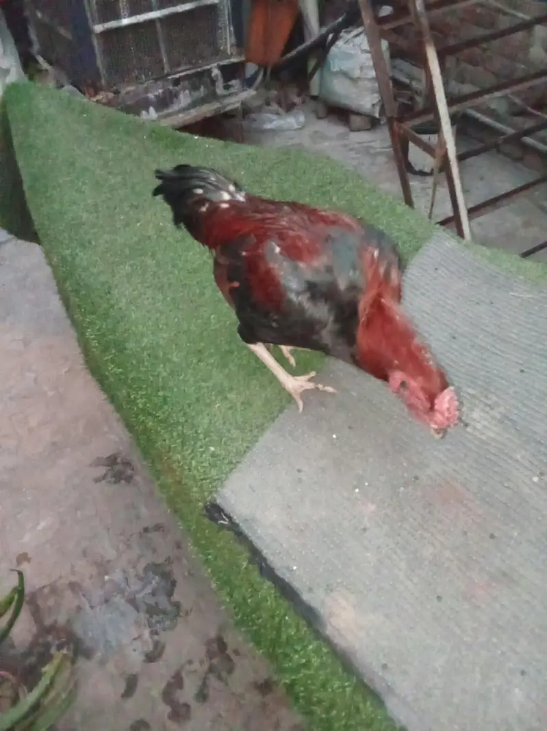 pair of 2 hens — photo 4