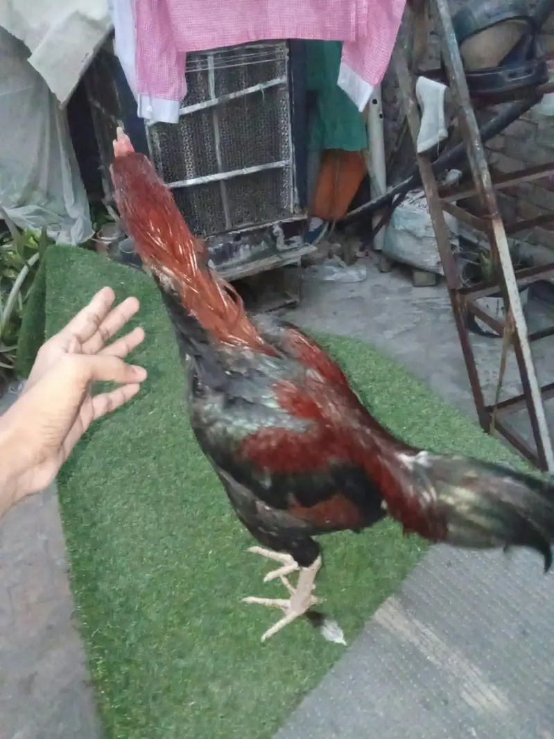 pair of 2 hens — photo 5