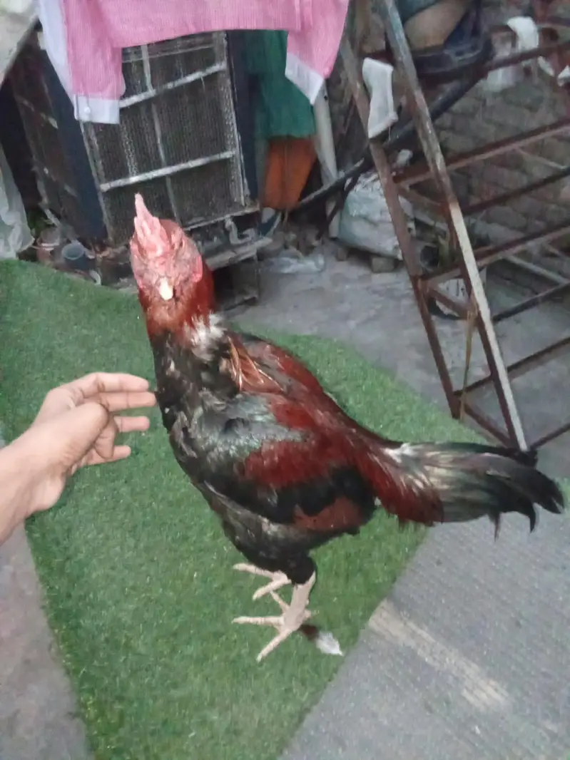 pair of 2 hens — photo 6