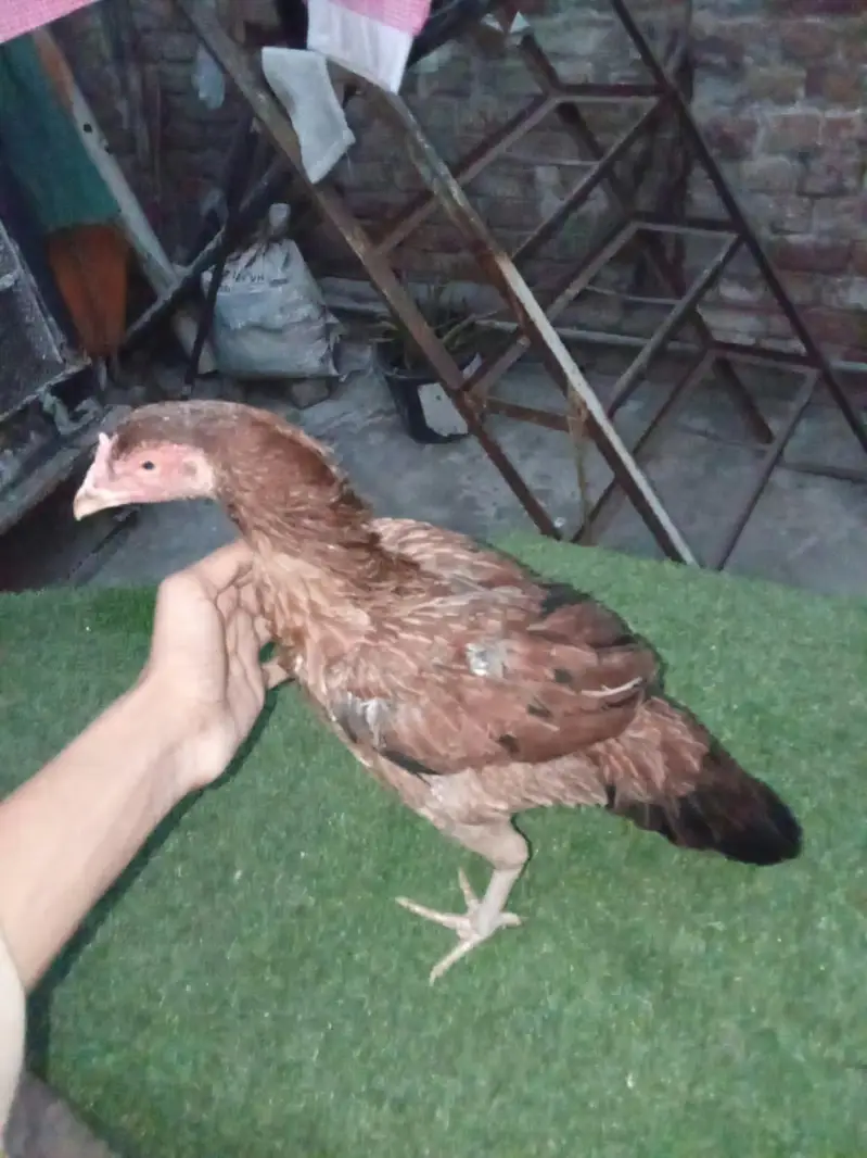 pair of 2 hens — photo 7