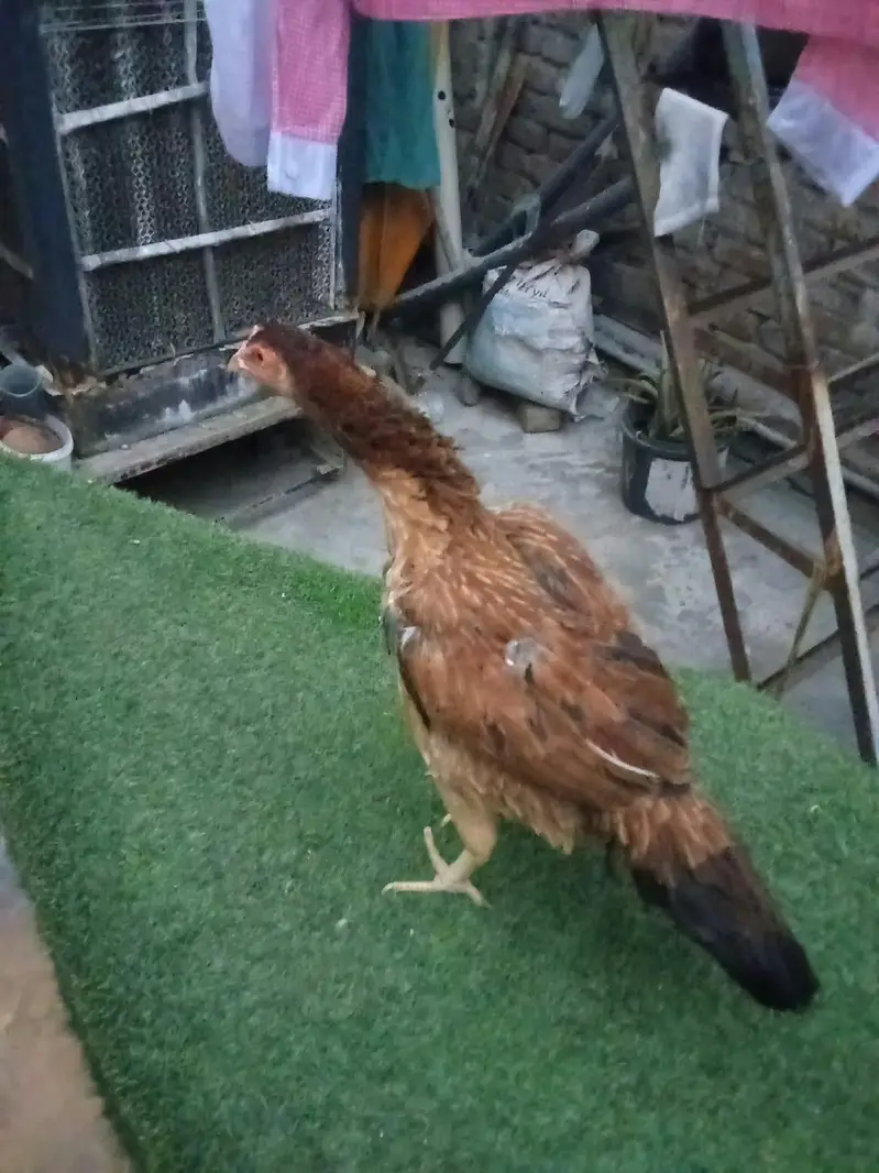 pair of 2 hens — photo 8