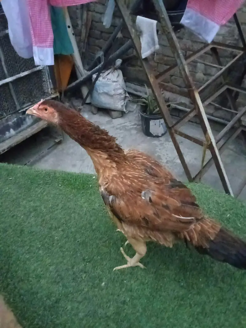 pair of 2 hens — photo 9