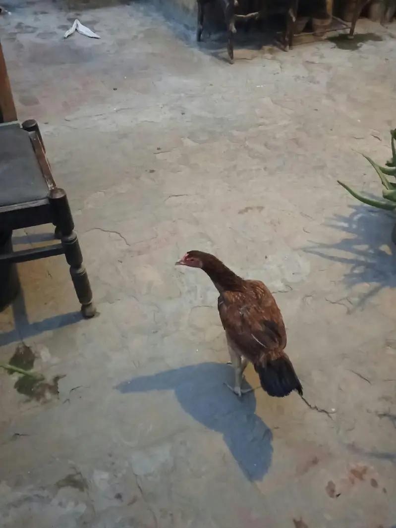 pair of 2 hens — photo 10