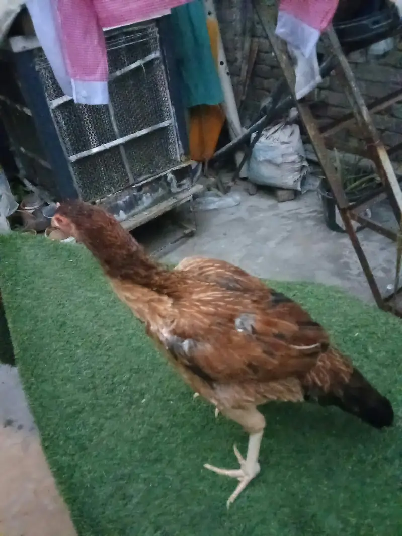 pair of 2 hens — photo 12
