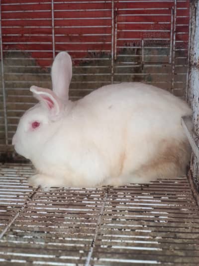 Newziland white Breeder female