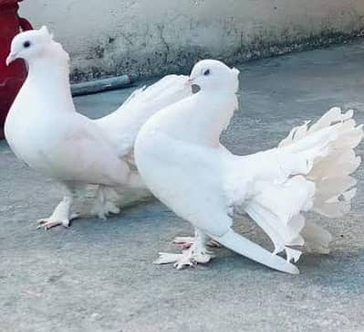 Laka pair