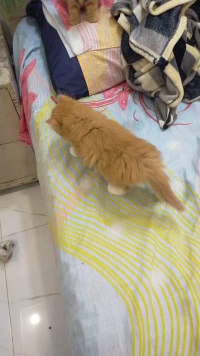 Persian cats for sale