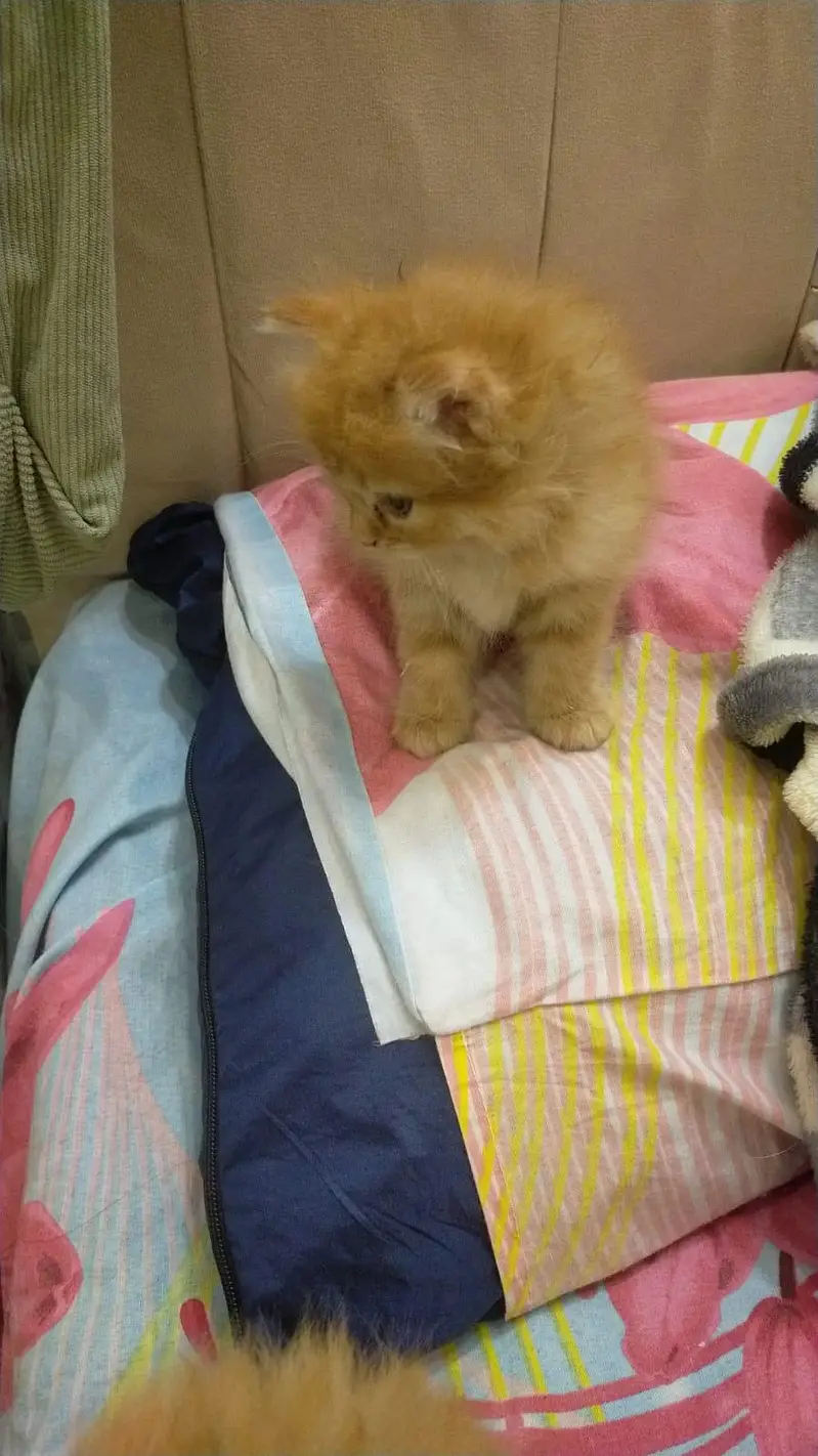 Persian cats for sale — photo 2