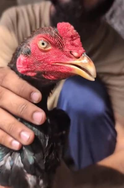 Burmi X Pakistani 6 months patha