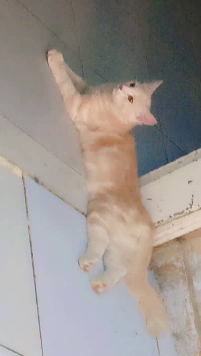 a semi Persian cat
