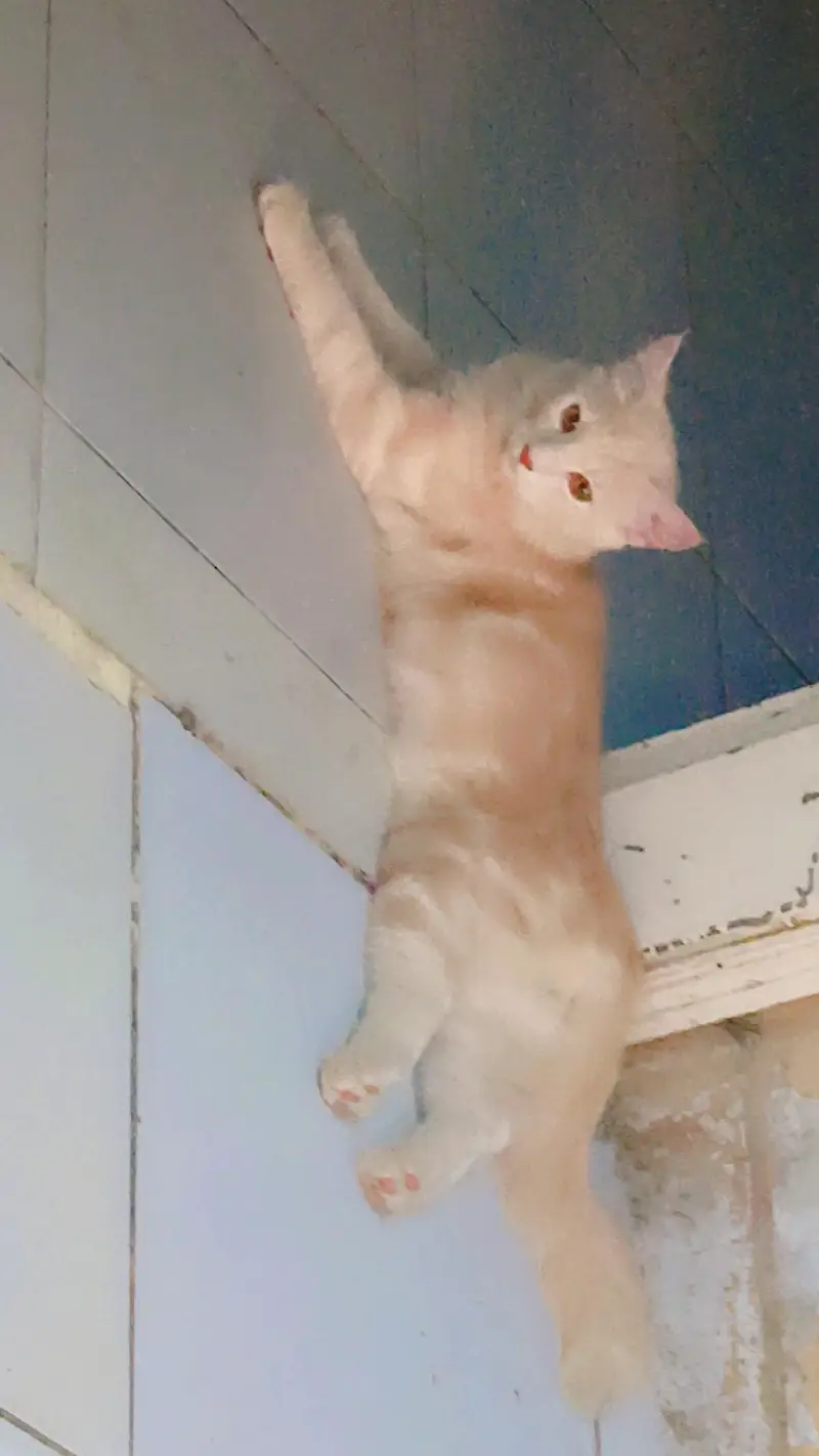 a semi Persian cat — photo 2