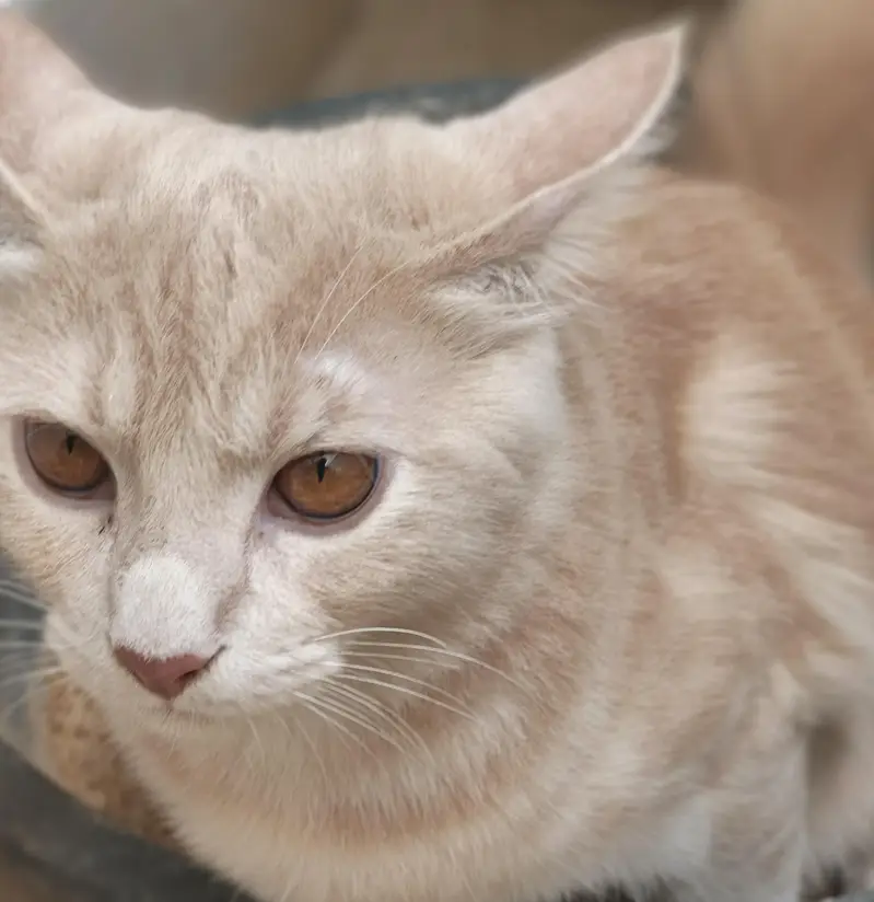 a semi Persian cat — photo 3