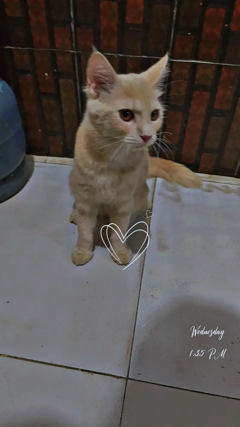 a semi Persian cat — photo 4