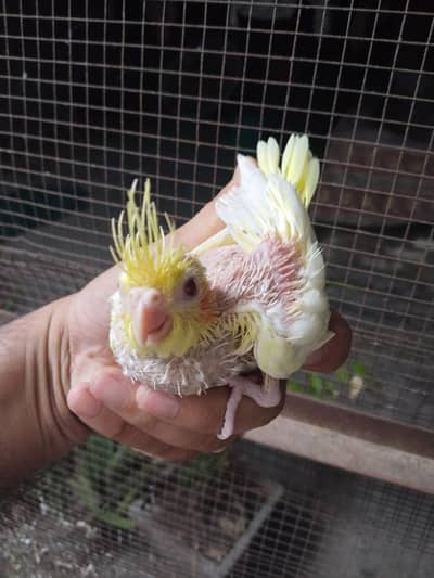 cockatiel baby parrot
