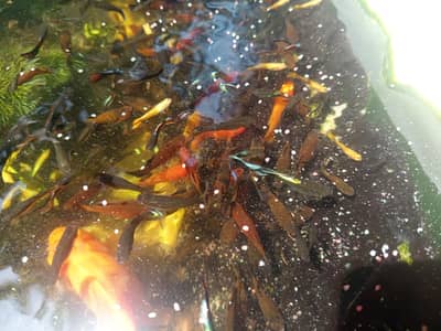 platy and guppy fish for sale
