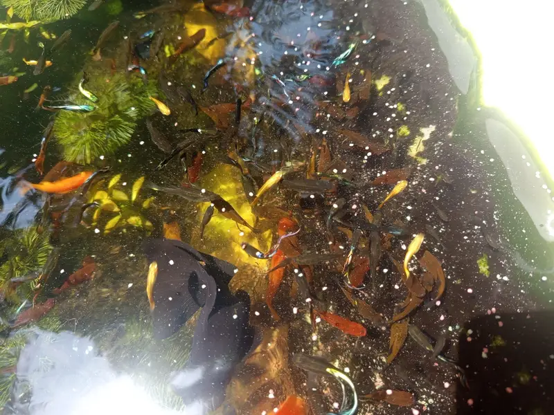 platy and guppy fish for sale — photo 2