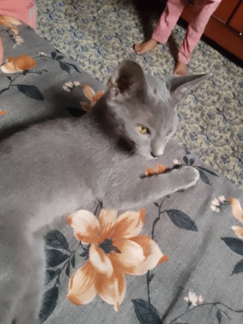 Gary cat 0