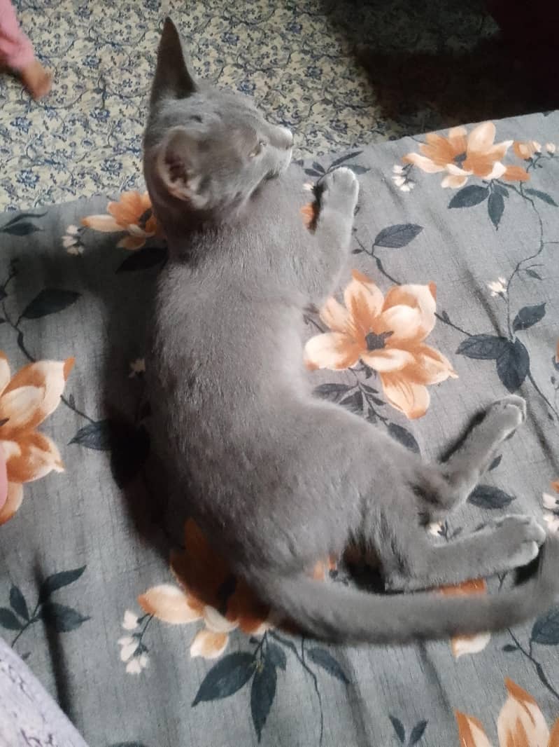 Gary cat 1