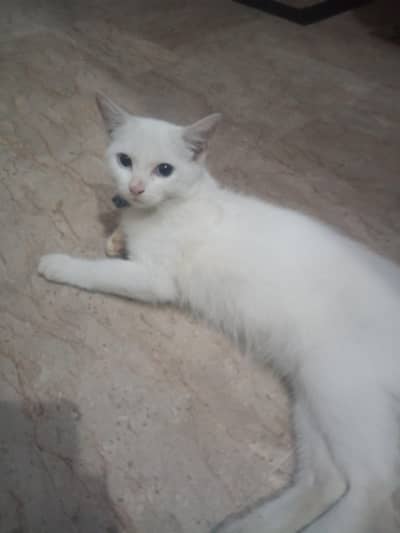 beautiful cat