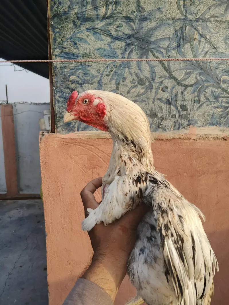8 aseel murghy available — photo 4