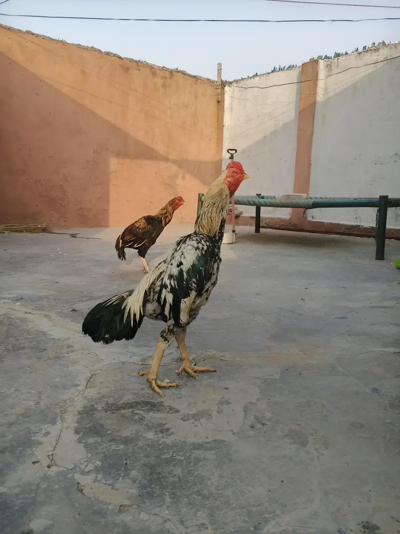 8 aseel murghy available — photo 5