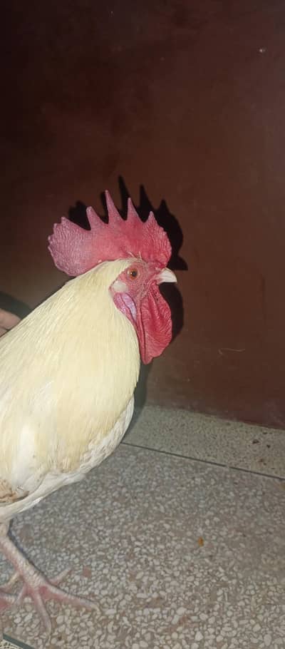 Healthy Desi Murgha / Rooster