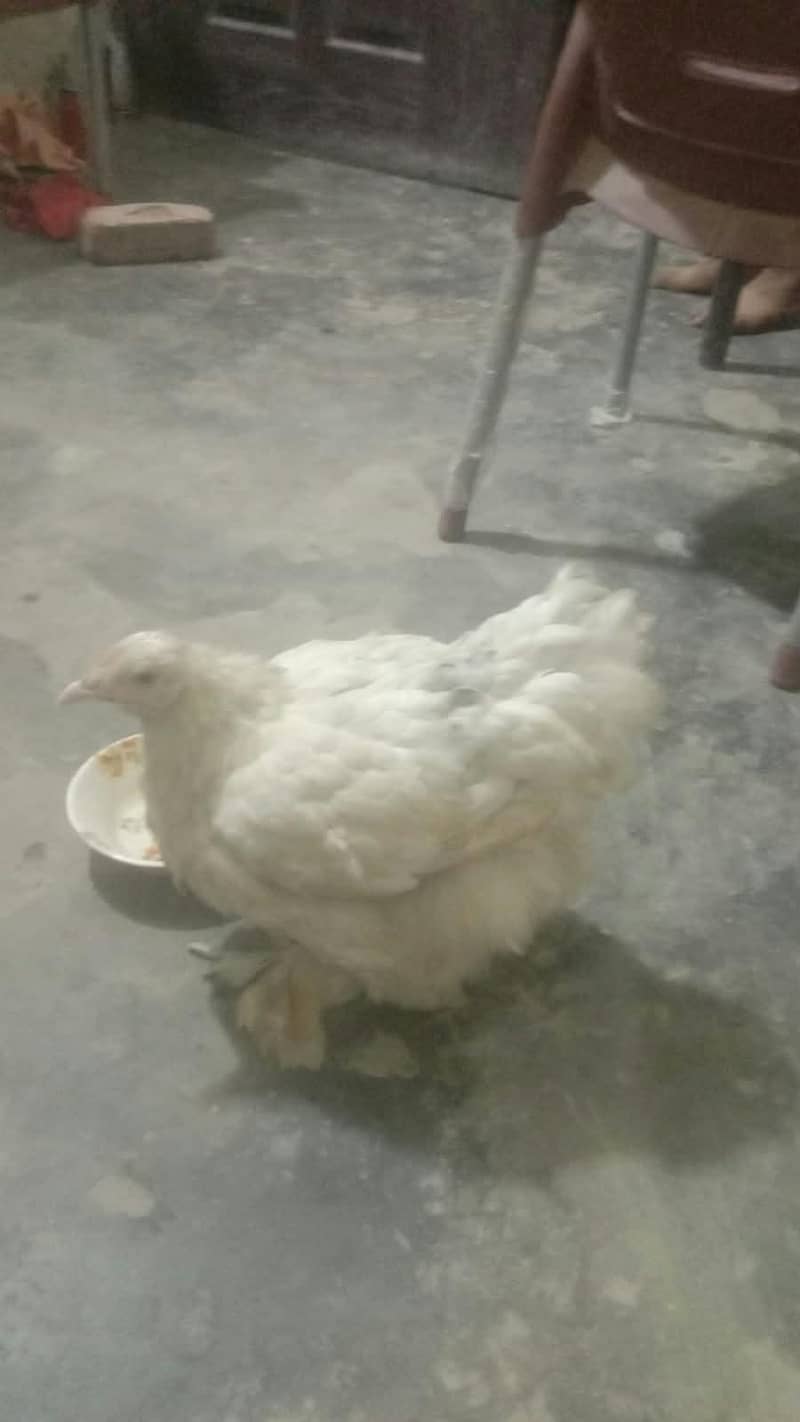 white buff 0
