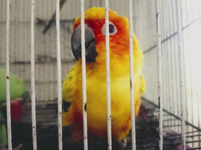 sunconure urgent for sale