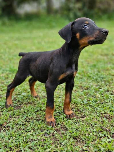 Doberman puppy
