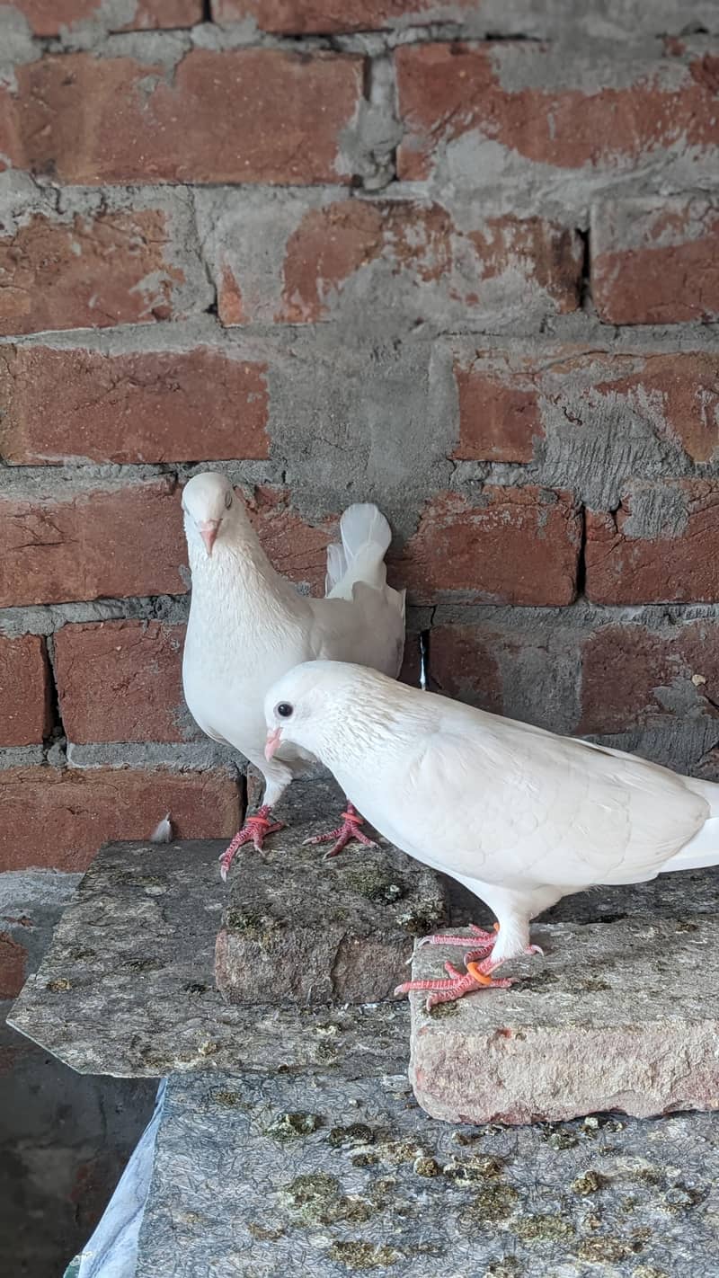 Chatri Waly. Breader Pair 0