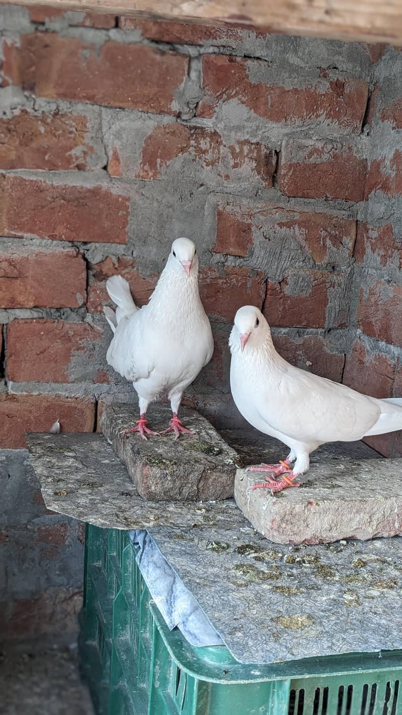 Chatri Waly. Breader Pair 1