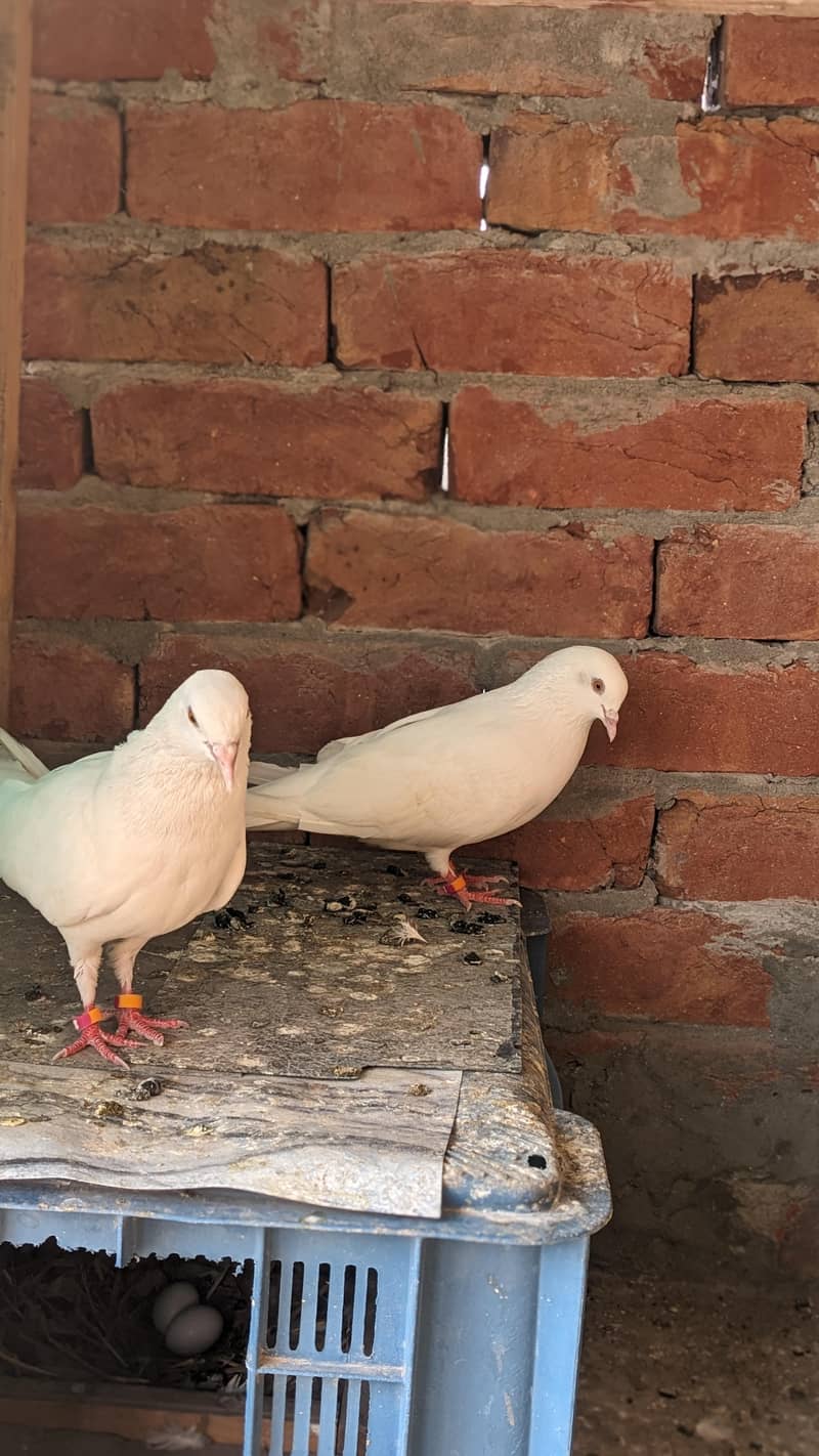 Chatri Waly. Breader Pair 2