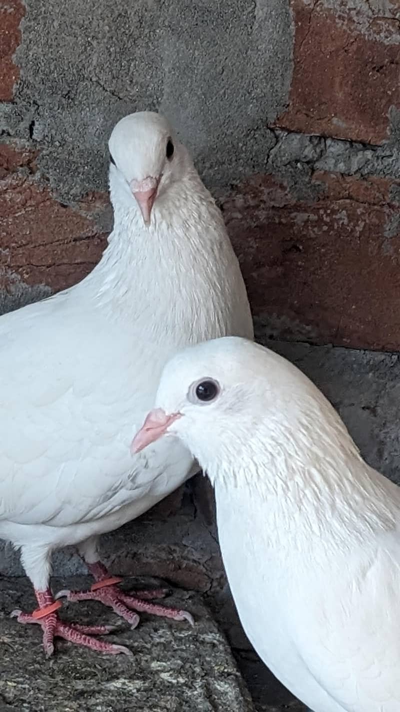 Chatri Waly. Breader Pair 3