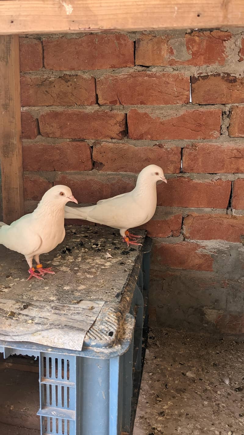 Chatri Waly. Breader Pair 5