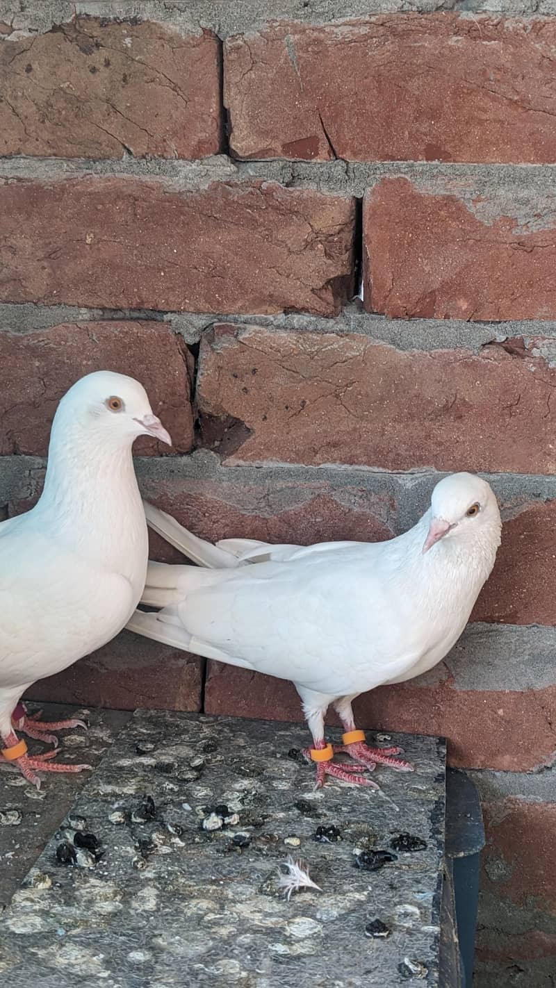 Chatri Waly. Breader Pair 6