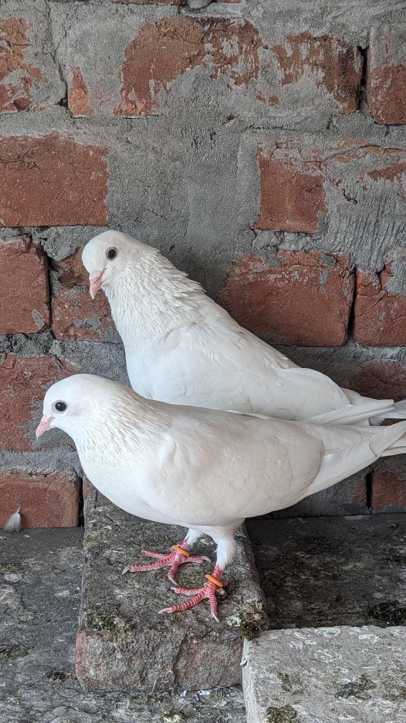Chatri Waly. Breader Pair 7