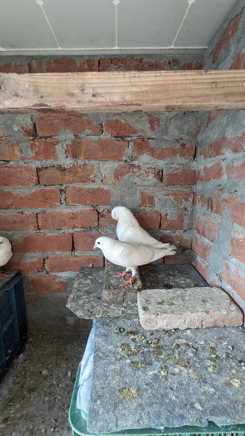Chatri Waly. Breader Pair 8