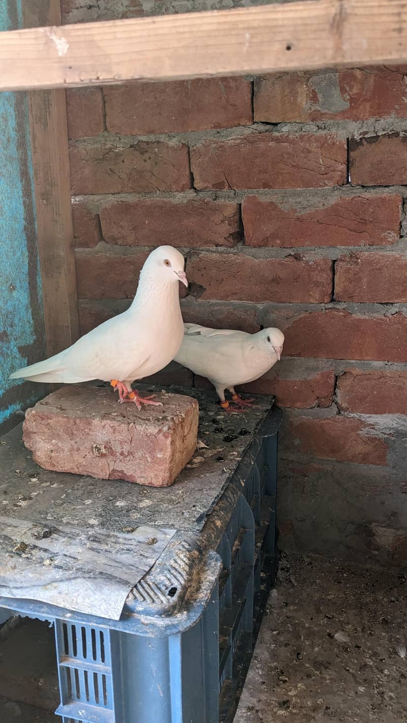 Chatri Waly. Breader Pair 9