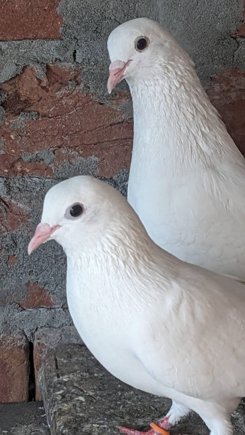 Chatri Waly. Breader Pair 10