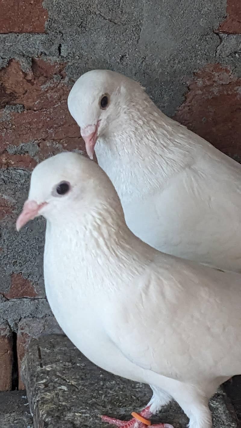 Chatri Waly. Breader Pair 11
