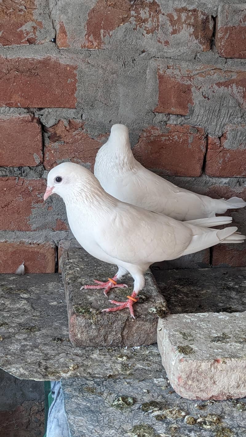 Chatri Waly. Breader Pair 13