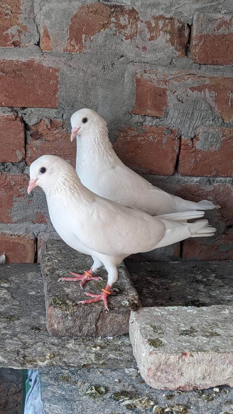 Chatri Waly. Breader Pair 14