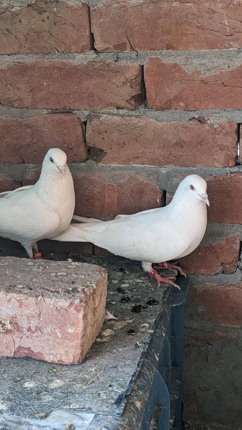 Chatri Waly. Breader Pair 15