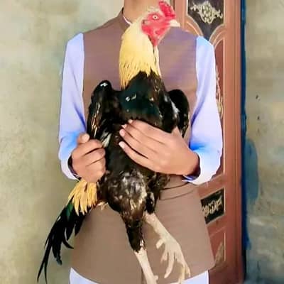 chicks for sale