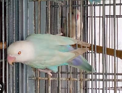 love birds
