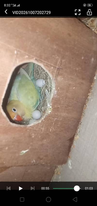 3 pairs love birds parrts