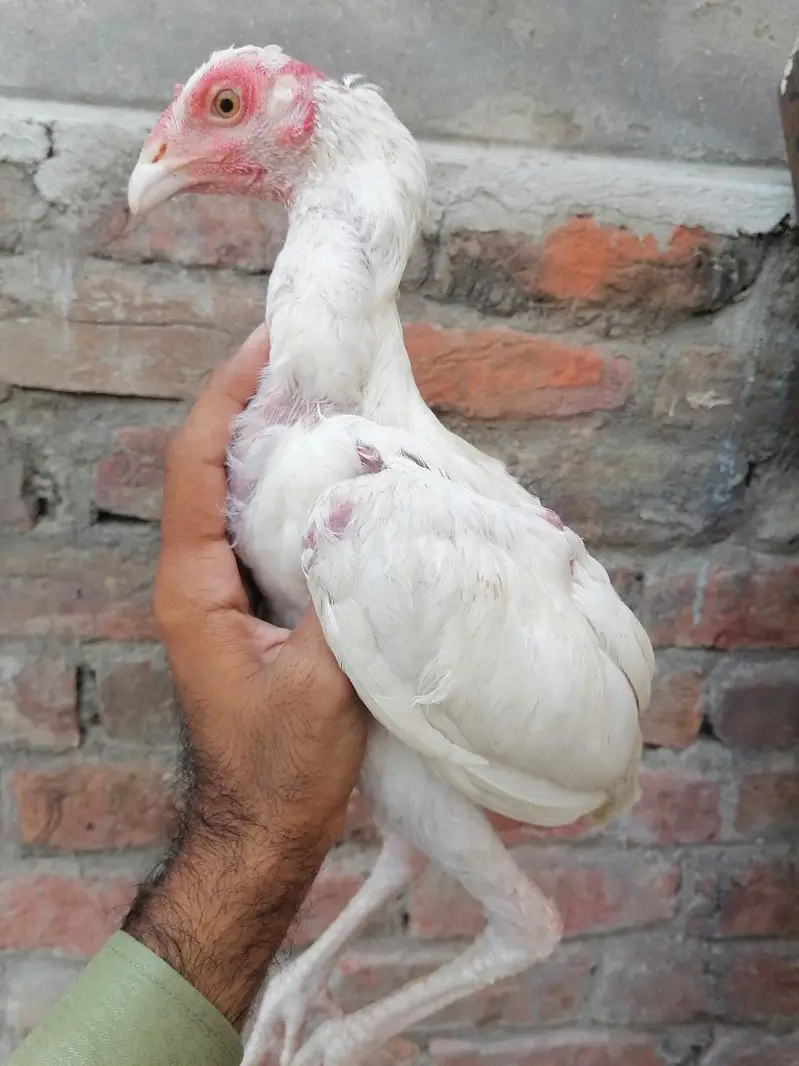 Heera male 3500 final — photo 2