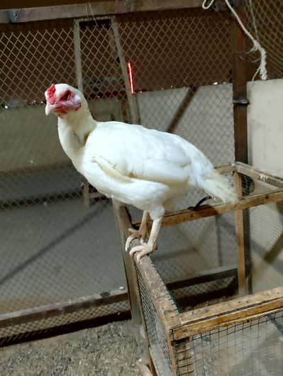 Aseel Heera murga murgi pair for sale at an affordable price.